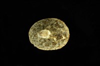 藏品(斗笠螺)的圖片